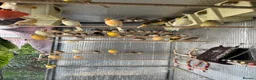 Finches birds for sale: Selling Zebra Finch £10 each - Advert 3