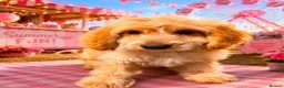 Cockapoo dogs for sale: Gorgeous cockapoo puppies  - Advert 3