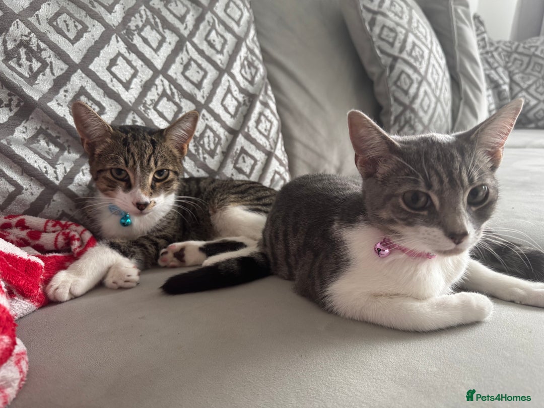 British Shorthair cats for sale: Two cats 1 female 1 male - Image 1