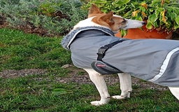 Mixed Breed dogs for adoption: 💖🐶 ALAYA 🐶💖 - Image 7