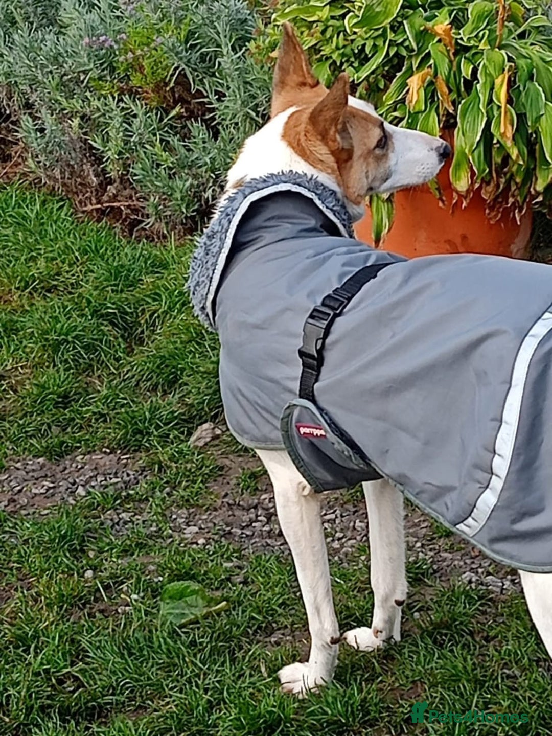 Mixed Breed dogs for adoption: 💖🐶 ALAYA 🐶💖 - Image 7