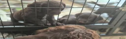 Sprocker dogs for sale: Working Sprocker Chocolate Puppies for sale - Advert 15