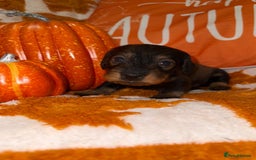Dachshund dogs for sale: 🩷💙Stunning KC Wire haired Dachshunds🩷💙 - Image 24