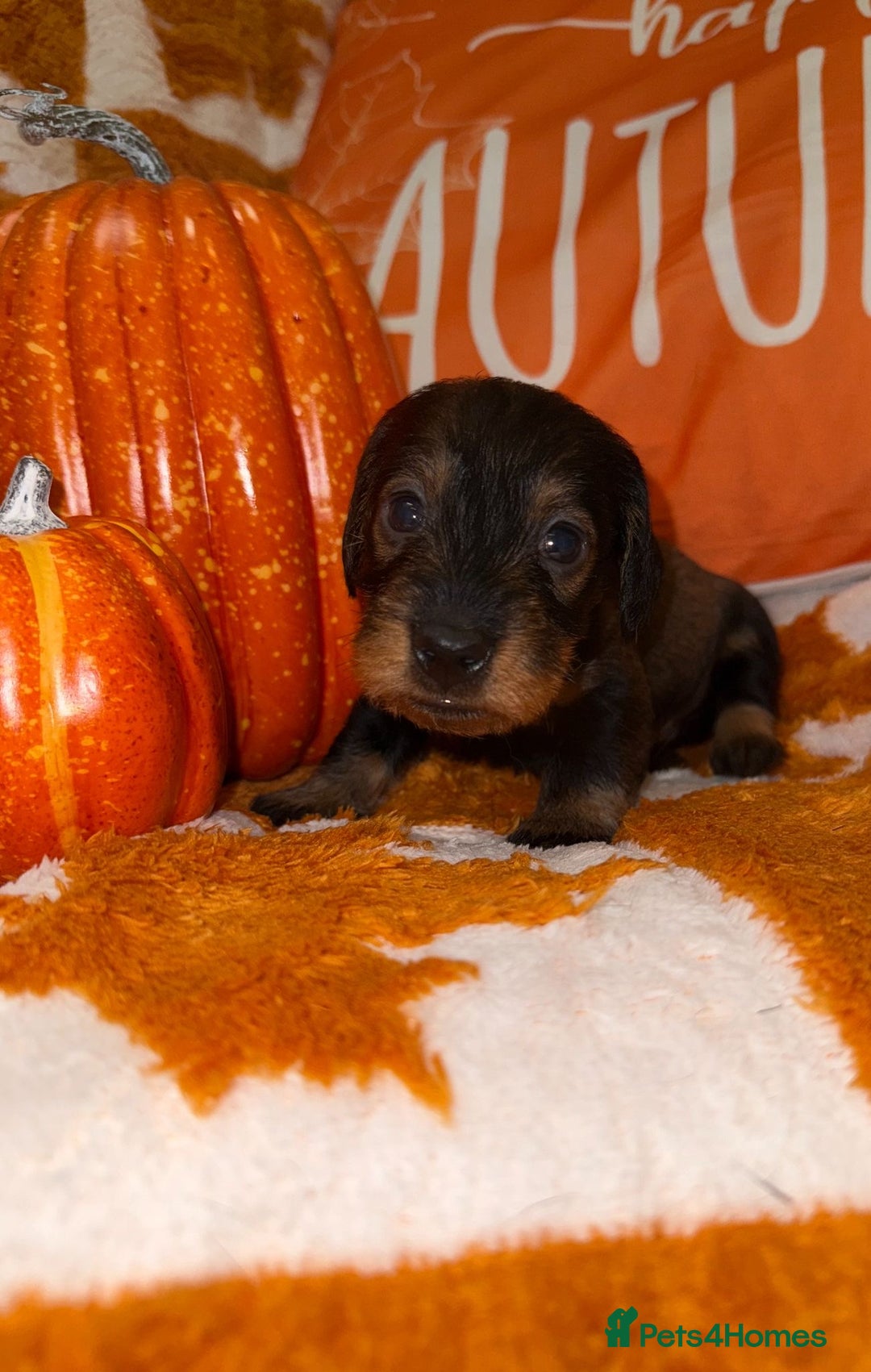 Dachshund dogs for sale: 🩷💙Stunning KC Wire haired Dachshunds🩷💙 - Image 24
