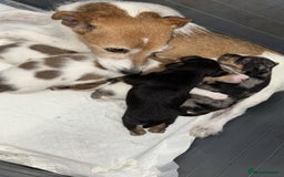 Jack Russell dogs for sale: Beautiful Jack russell puppies for sale  - Image 4