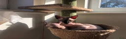 Sphynx cats for sale: Sphynx kittens - Advert 2