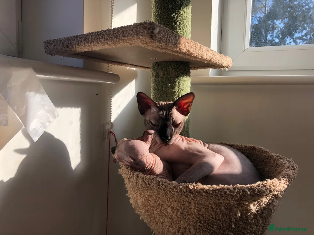 Sphynx cats for sale: Sphynx kittens - Advert 2