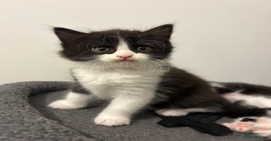 Domestic Shorthair cats for sale in Faringdon - Advert 8