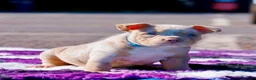 American Bully dogs for sale: ✨ Stunning ABKC Pocket Bully Puppies ✨ - Advert 6