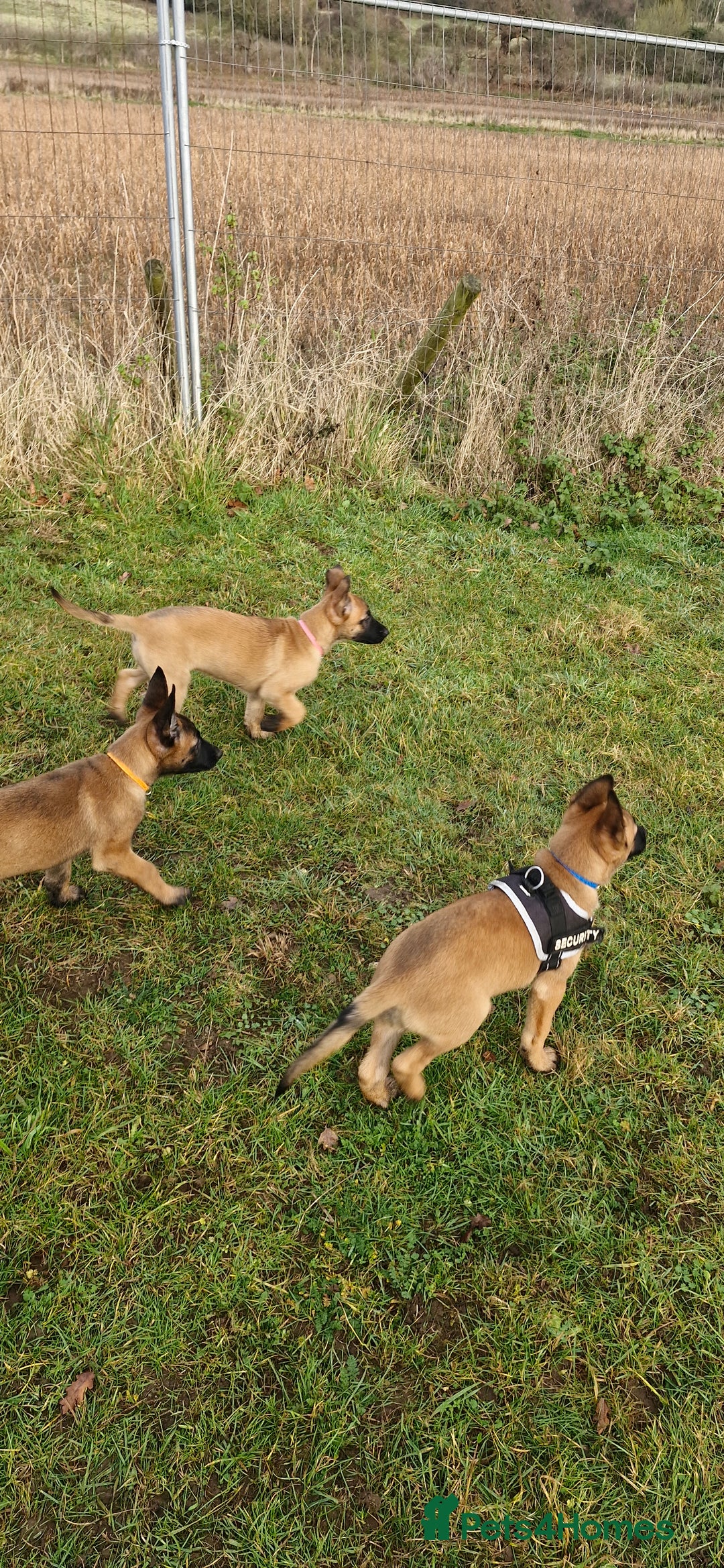 Belgian Shepherd Dog dogs for sale: Stunning Belgian Malinois Puppies - Advert 15