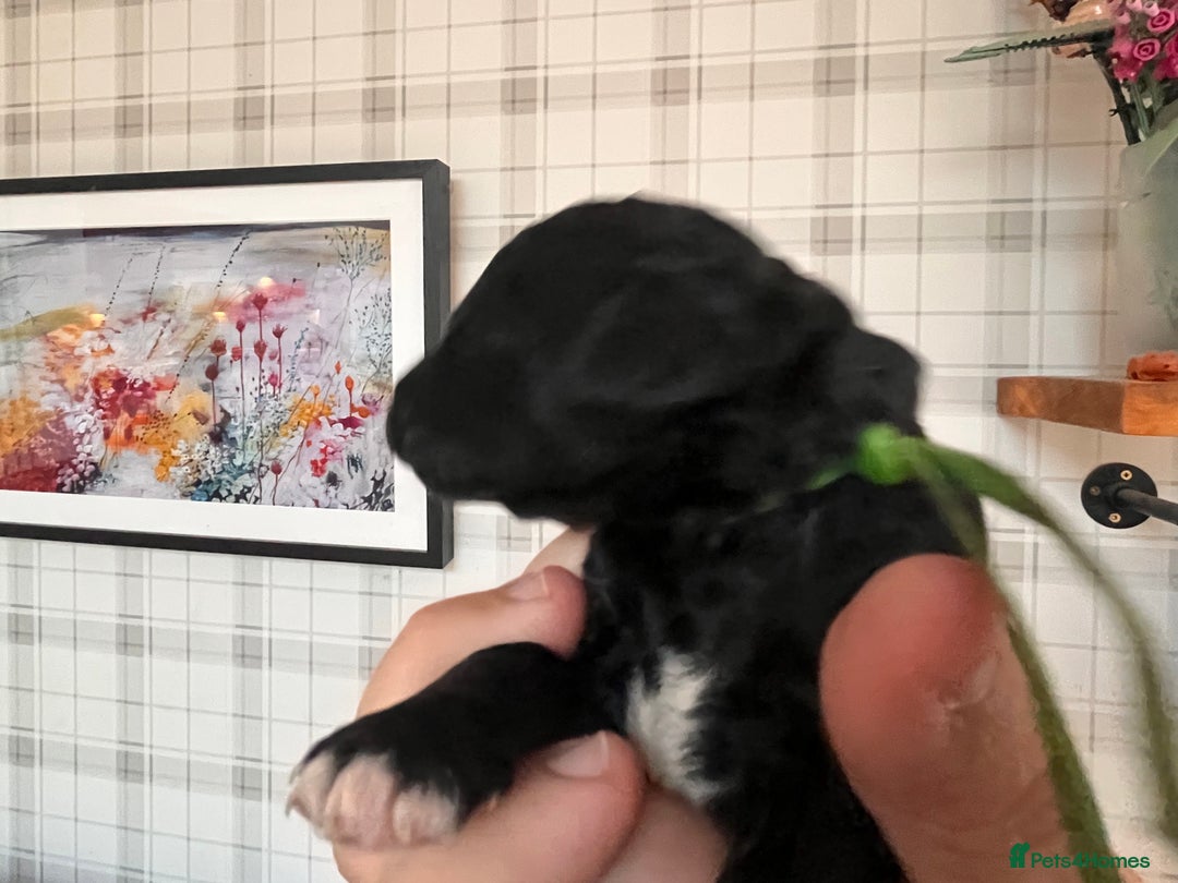 Australian Labradoodle dogs for sale: Home raised, DNA tested, Australian Labradoodles - Image 25