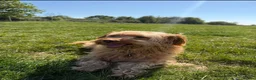 Mixed Breed dogs for adoption: 🥺 teddy needs help 💔❤️ - Advert 19