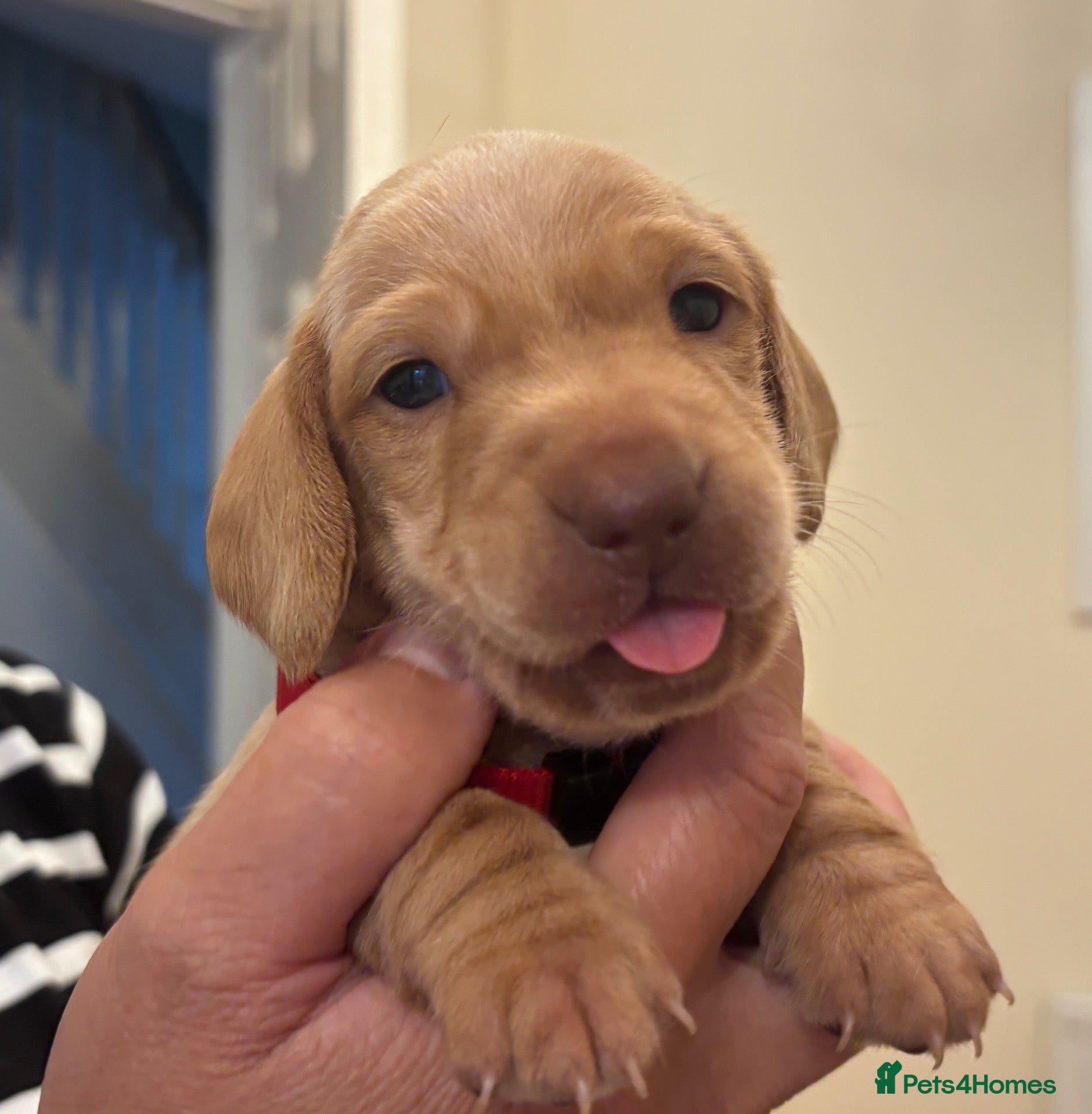 Miniature Dachshund dogs KC reg smooth hair miniature dachshund  - Advert 1