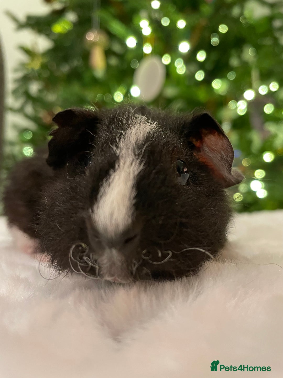 Guinea Pig rodents for sale: Pair of male Rex guinea pigs  - Advert 14