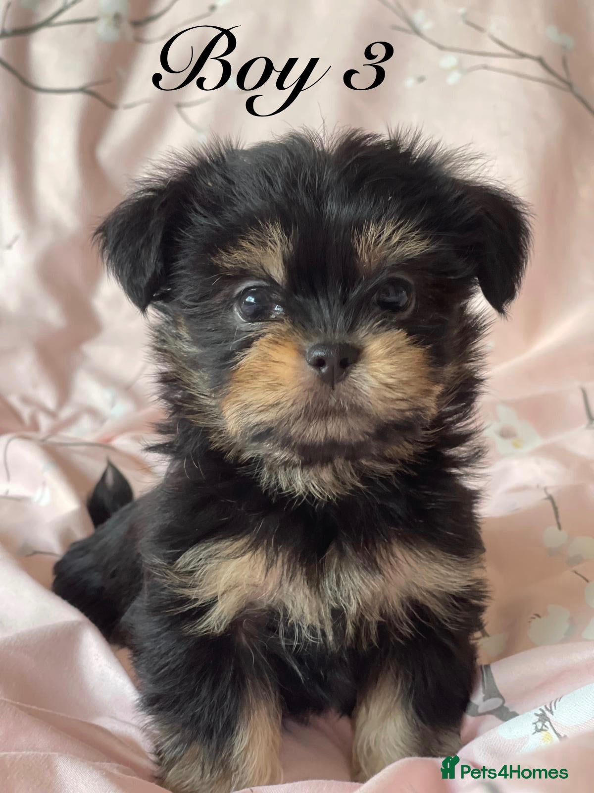 Shorkie dogs Gorgeous Shorkie Puppies Vaccinated &Microchipped  - Advert 2