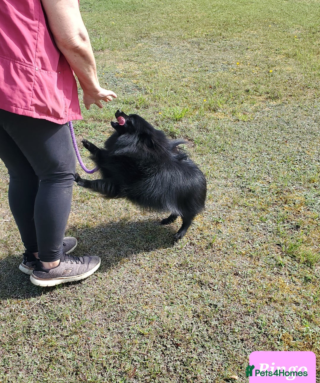 German Spitz dogs for sale: Bluey & Bingo looking for Loving Homes.  - Advert 23