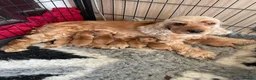 Cocker Spaniel dogs for sale: 100%show quality cocker spaniels - Advert 5