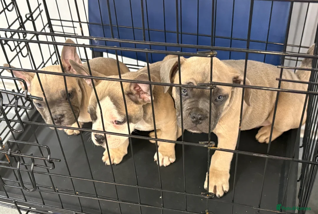 Mixed Breed dogs for sale: Frenchie mix - Advert 1