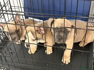 Mixed Breed dogs Frenchie mix - Advert 4