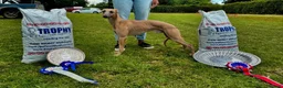 Whippet dogs for sale: Blue Whippet Boy Pup Ready Now - Advert 7