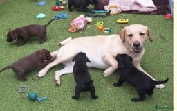 Cockerdor dogs for sale: Cockerdor Puppy  - Image 4