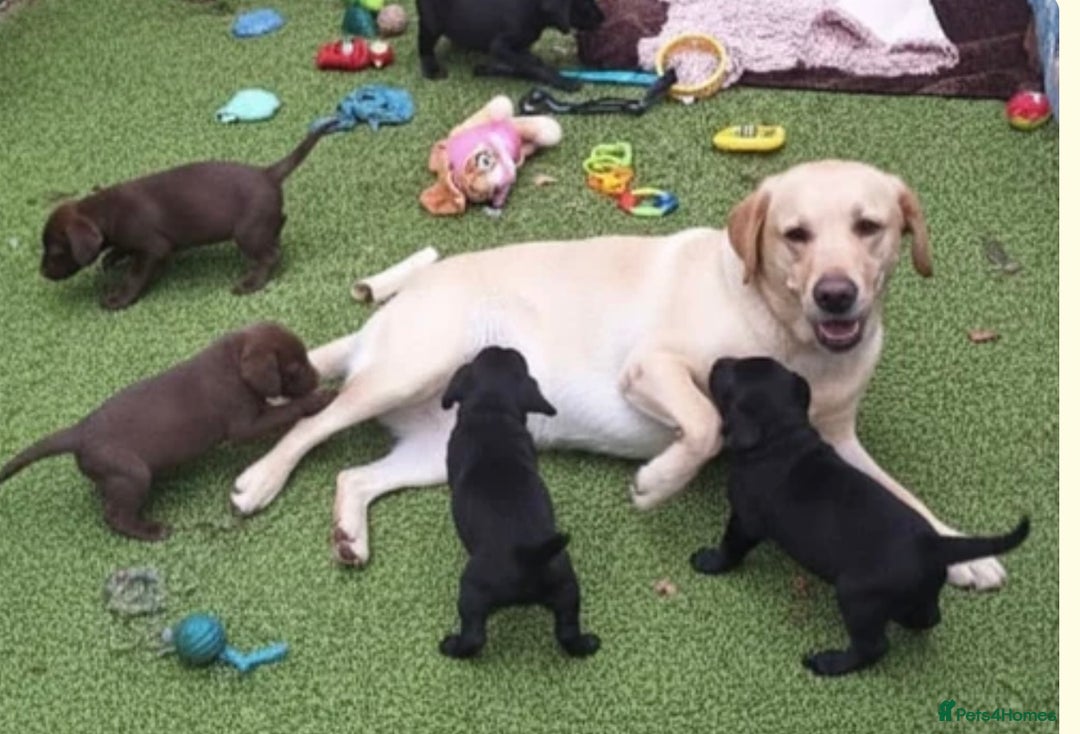 Cockerdor dogs for sale: Cockerdor Puppy  - Image 4