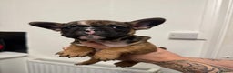 French Bulldog dogs for sale: Stunning French bulldog puppies - Advert 11