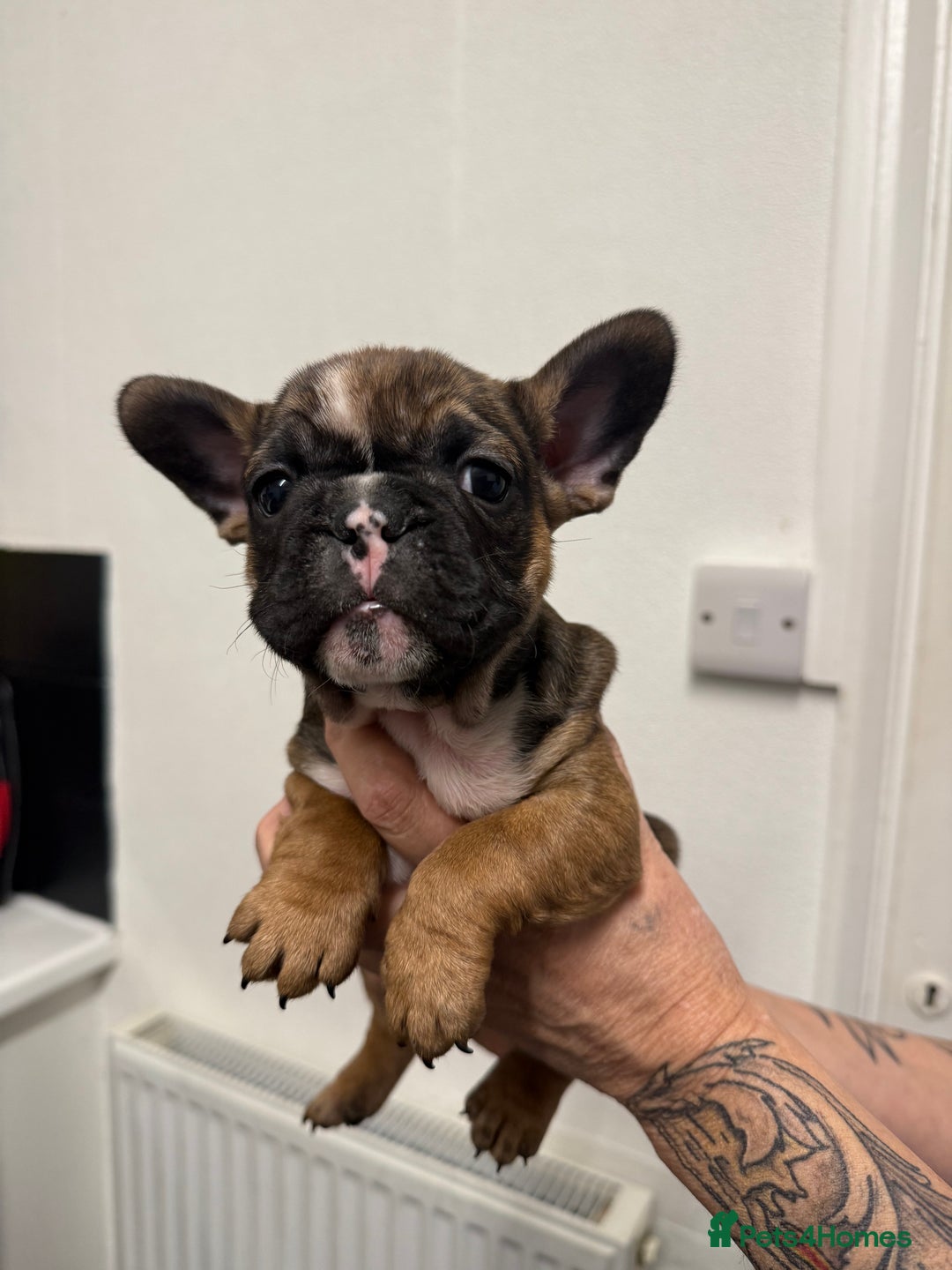 French Bulldog dogs for sale: Stunning French bulldog puppies - Advert 11