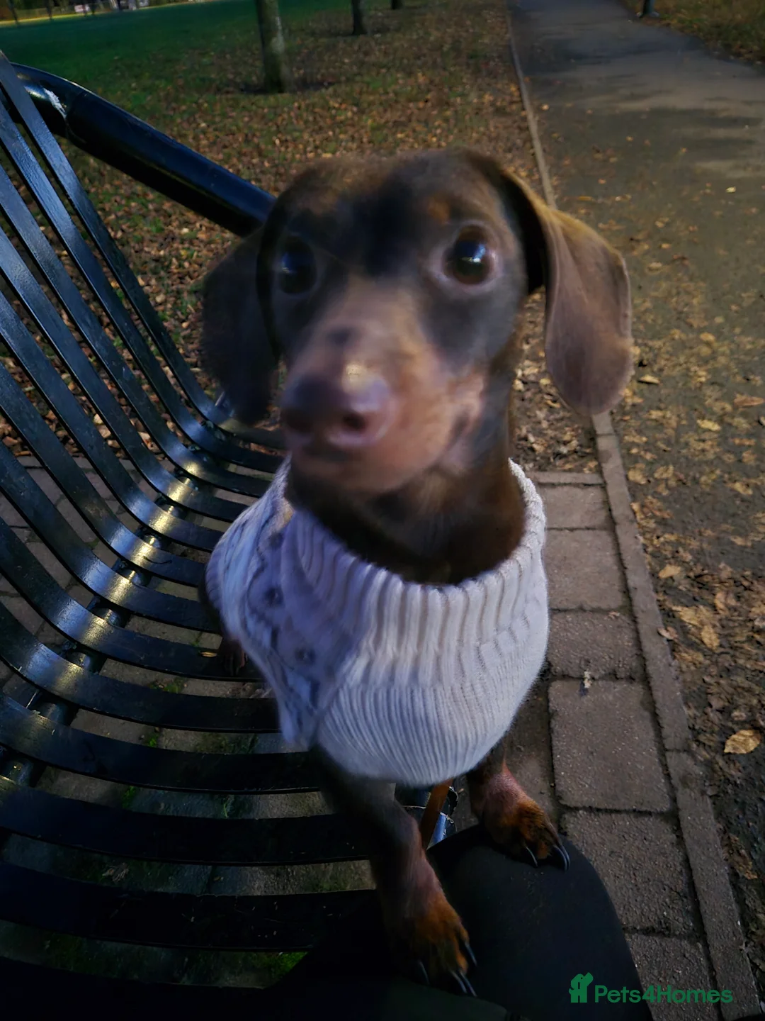 Miniature Dachshund dogs for stud: MINI DASCHUND FOR STUD - Advert 13