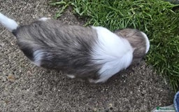 Shih Tzu dogs for sale: Shih Tzu - Image 7