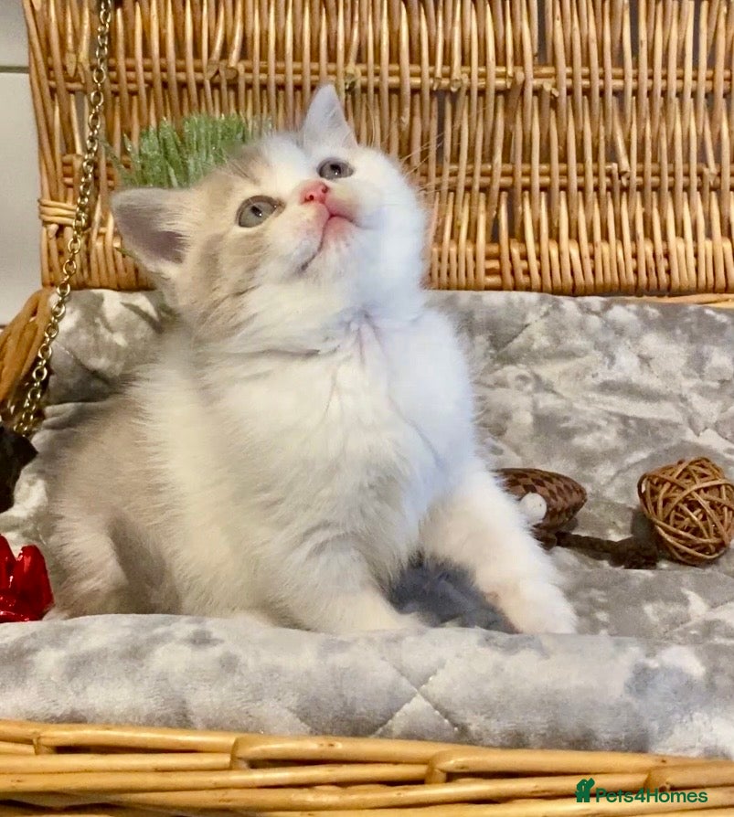 Scottish Fold cats 🧸😻CHAMPION LINE TICA ACTIVE SCOTTISH/BSH😻🧸 - Advert 14