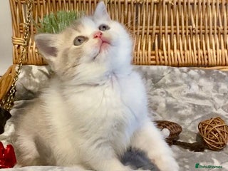 Scottish Fold cats 🧸😻CHAMPION LINE TICA ACTIVE SCOTTISH/BSH😻🧸 - Advert 14