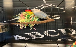 Lovebirds birds for sale: Lovebird for rehoming  - Image 2