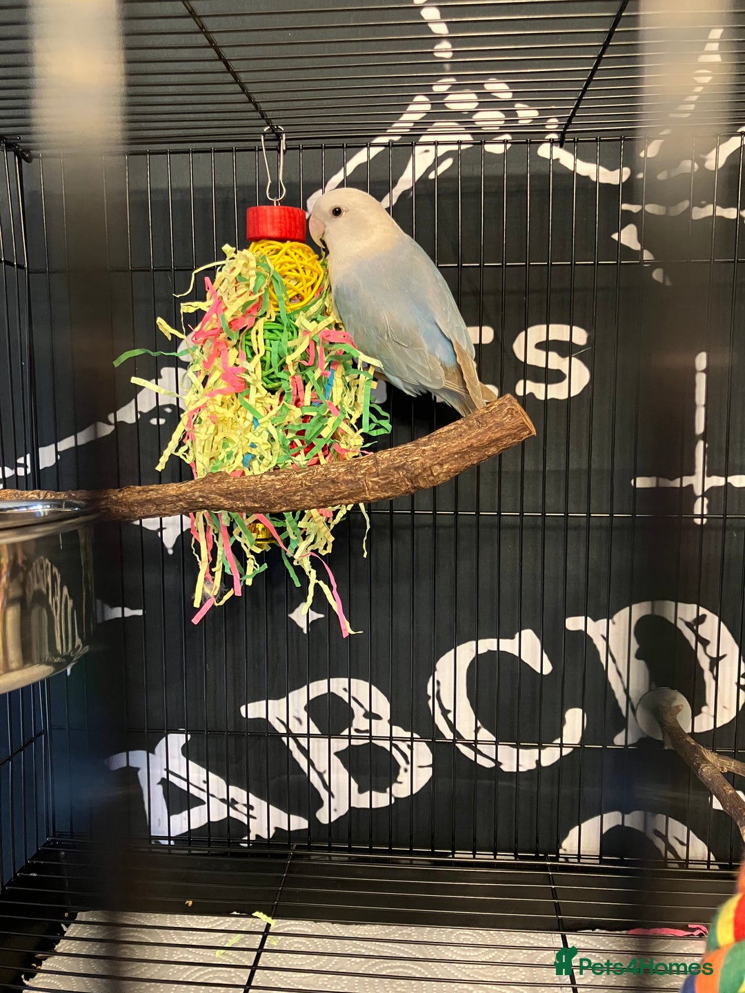 Lovebirds birds for sale: Lovebird for rehoming  - Image 2