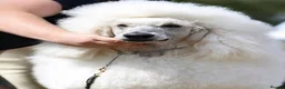 Standard Poodle dogs for stud: White Standard Poodle For Stud - Advert 6