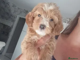 Cockapoo dogs Cockapoos - Advert 4