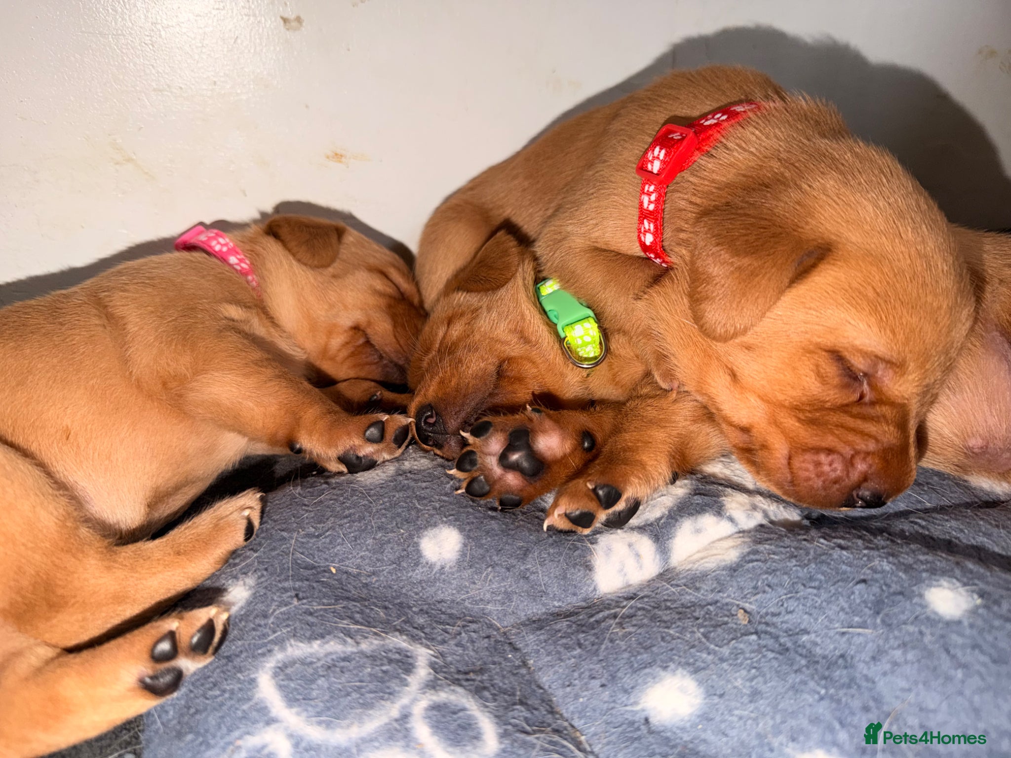 Labrador Retriever dogs FTCH KC Registered  - Advert 2