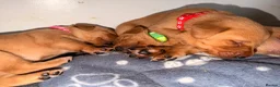 Labrador Retriever dogs for sale: FTCH KC Registered  - Advert 9