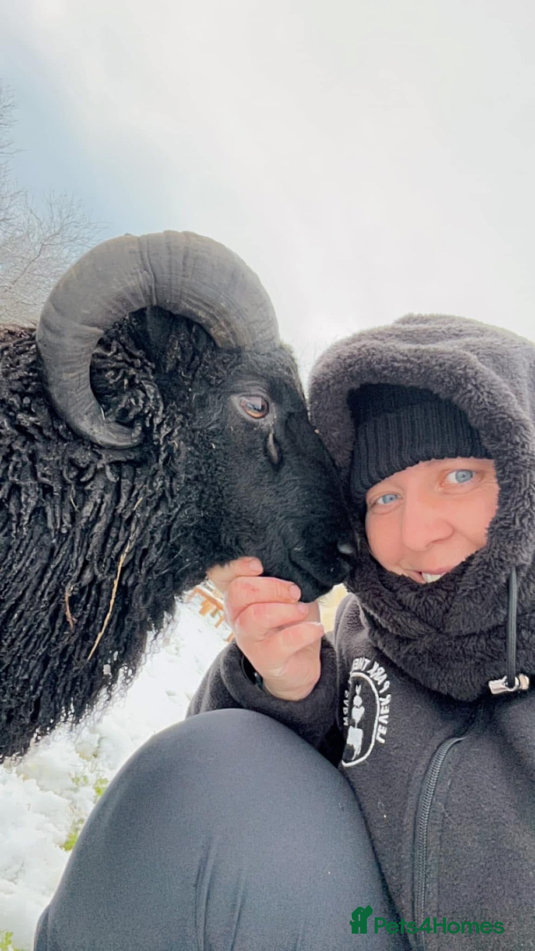 Sheep livestock for sale: Shetland Ram  - Advert 2