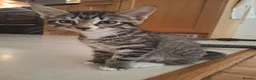 Mixed Breed cats for sale: Kittens in Walton-on-Thames - Advert 3