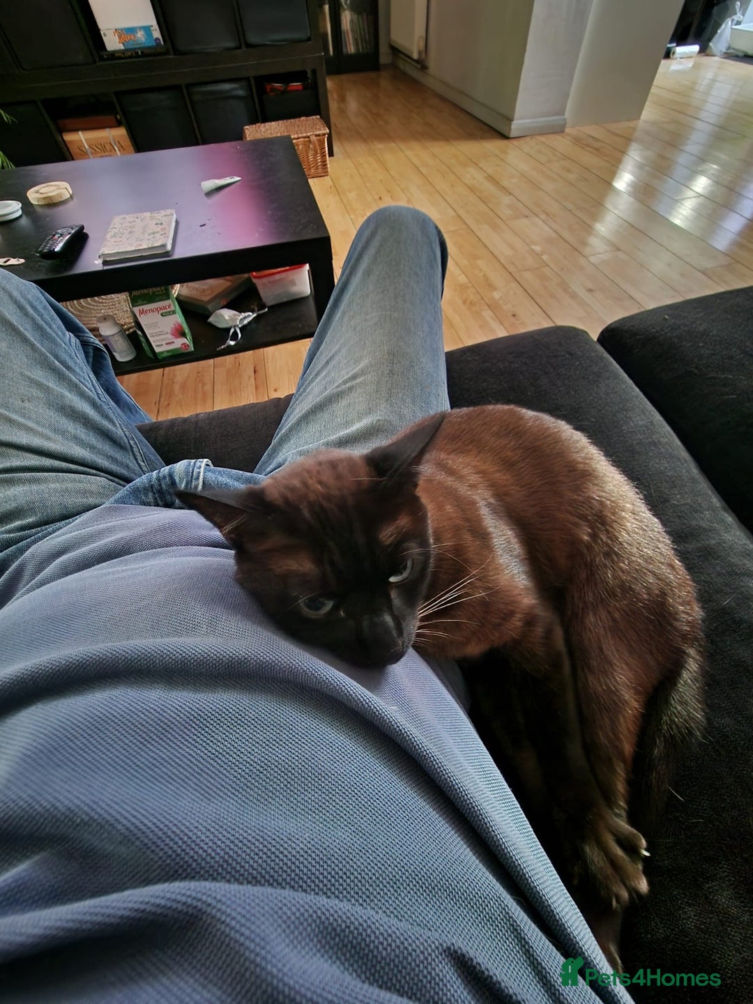 Tonkinese cats for sale: Beautiful Tonkinese Boy - Cappuccino - Image 6
