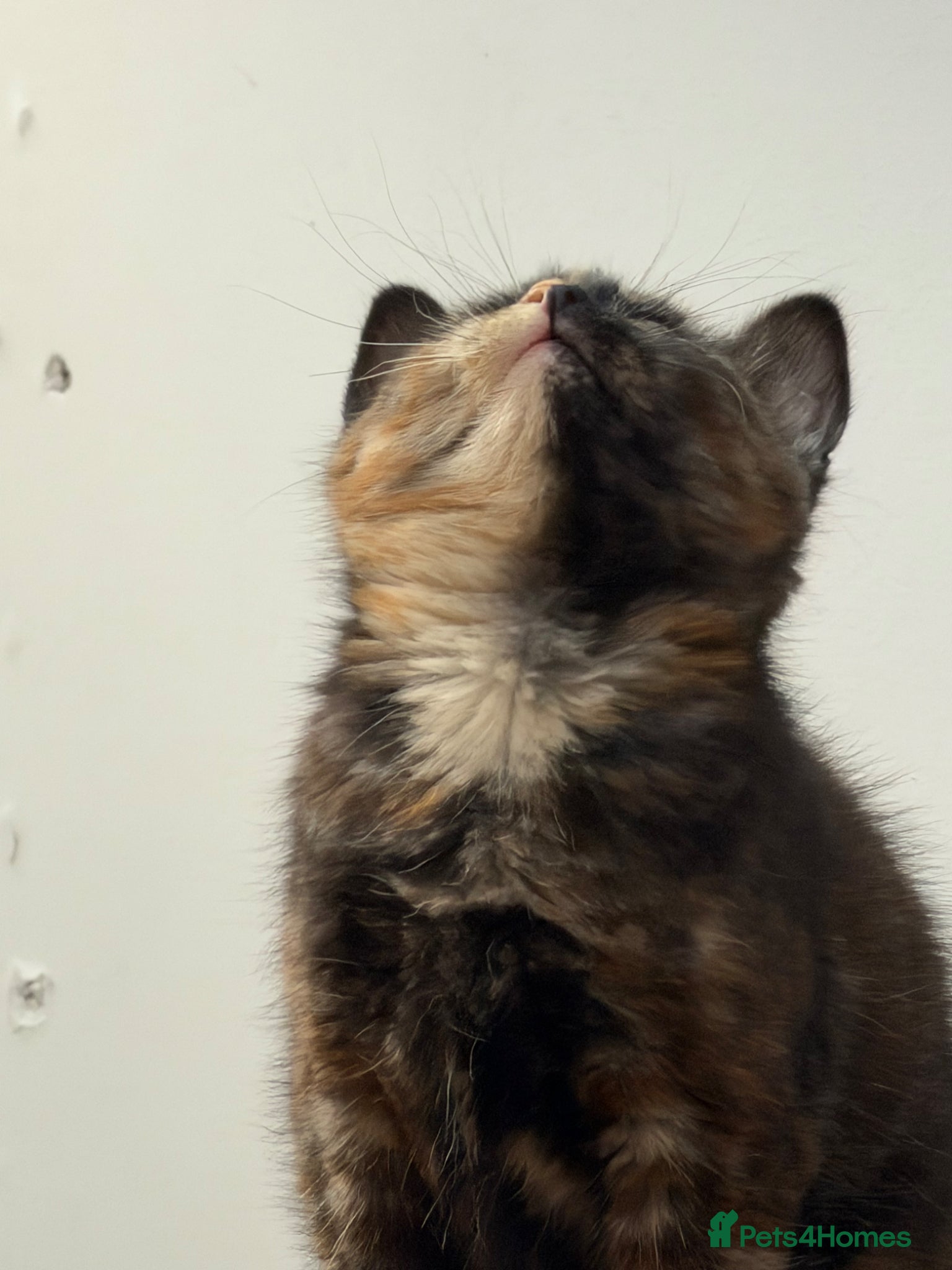 British Shorthair cats Little kittens are available today for new homes!  - Advert 2