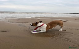 Staffordshire Bull Terrier dogs for stud: For stud FREE - Image 10