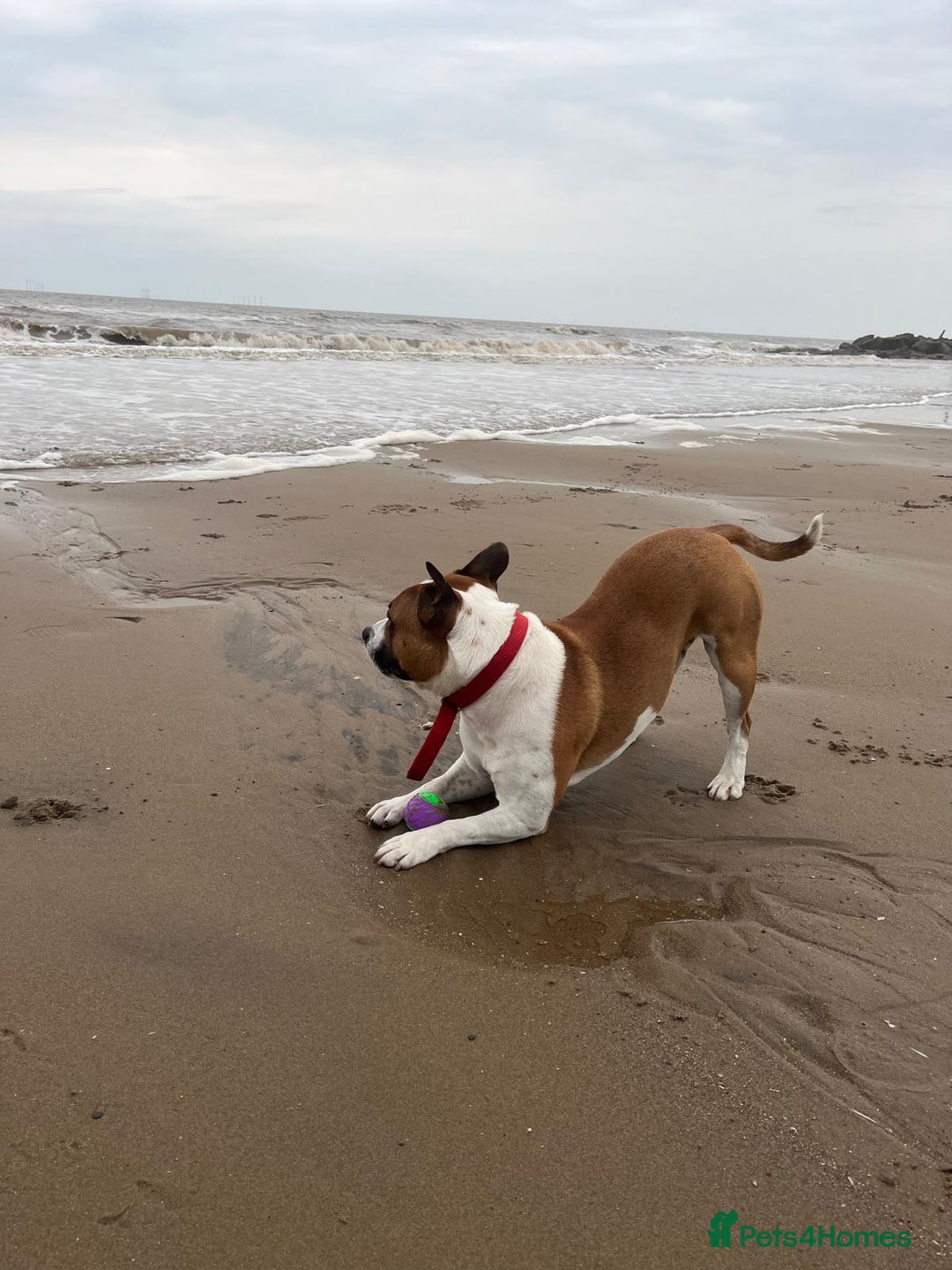 Staffordshire Bull Terrier dogs for stud: For stud FREE - Image 10
