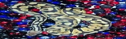 Python Snake reptiles for sale: Ball Pythons - Advert 6