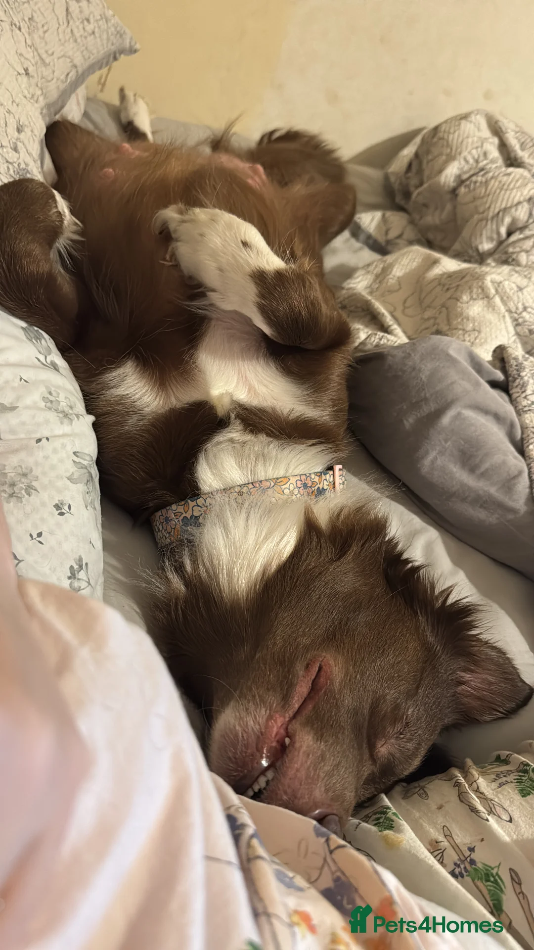 Borador dogs for sale: 8 lab cross collies  - Advert 1