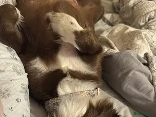 Borador dogs 8 lab cross collies - Advert 5