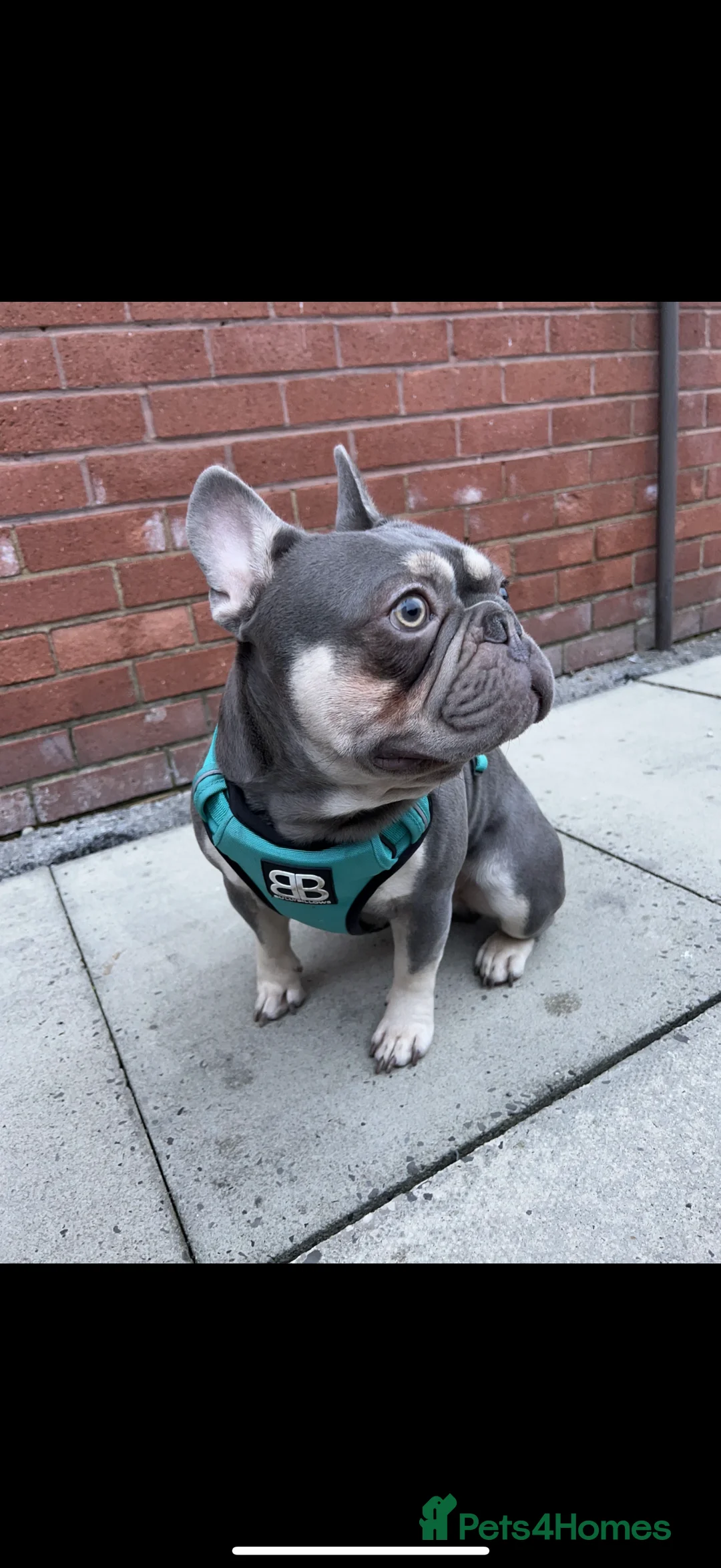 French Bulldog dogs for sale: Male and female siblings - Advert 3