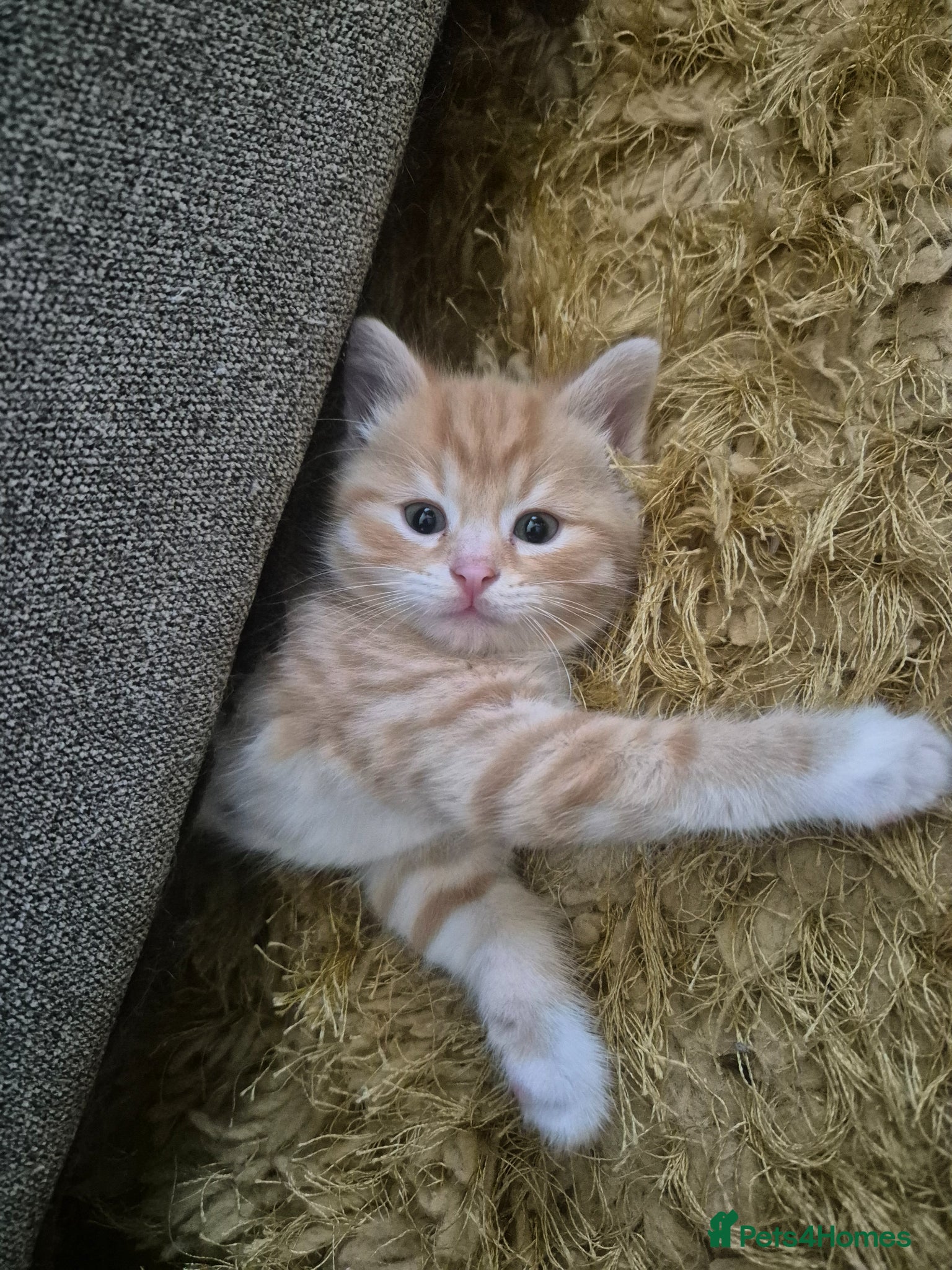 British Longhair cats Stunning Female Ginger Kittens - Advert 5