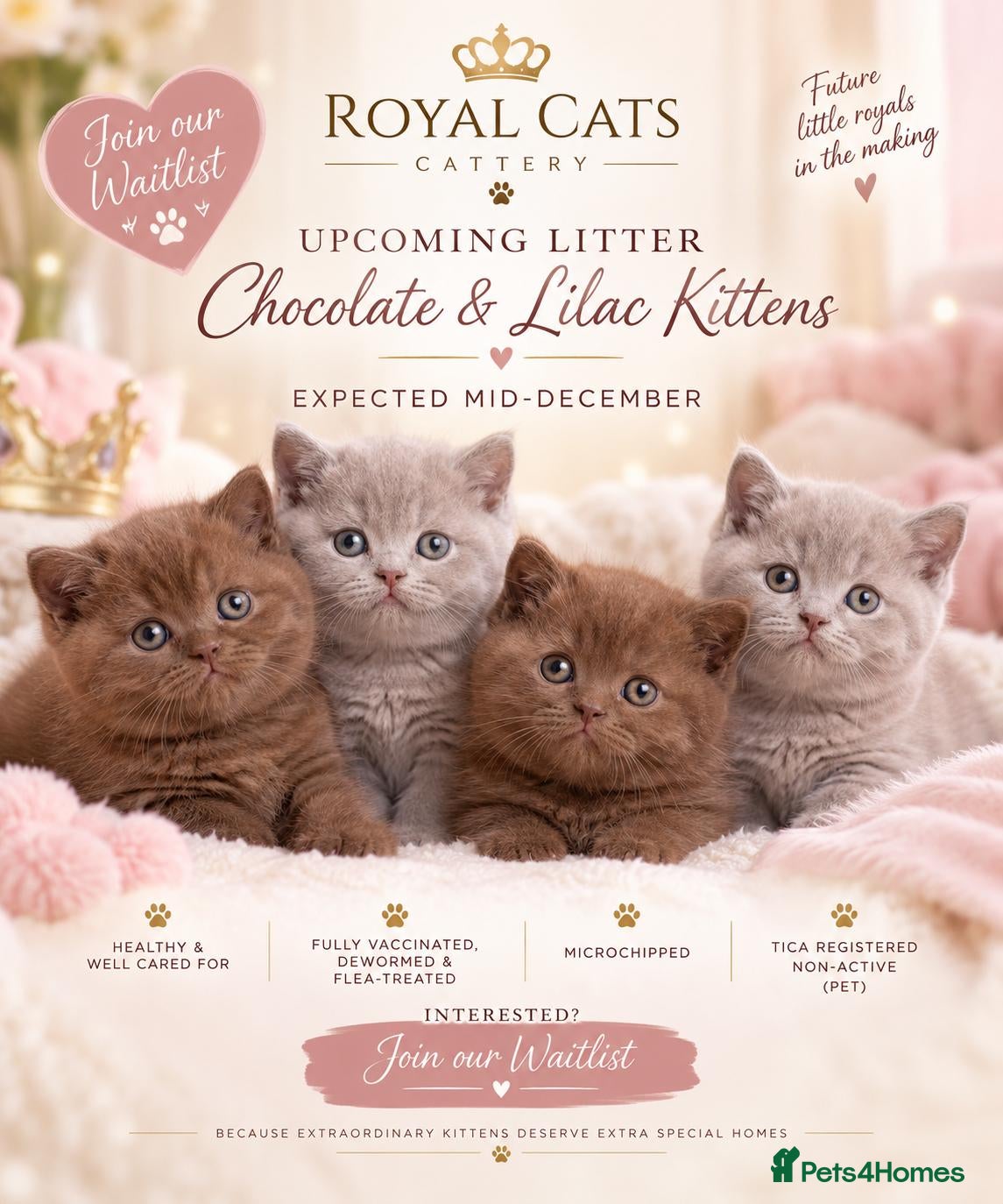 British Shorthair cats for sale: 🍫Chocolate and 💜 Lilac Kittens Waitlist  - Advert 3